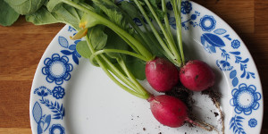 Gartenerzeugnis Radi