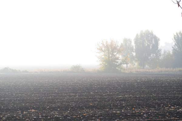 Morgennebel in Pankow