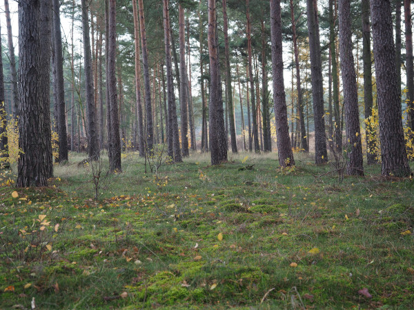 Stramm gestanden!, 16348 Marienwerder
