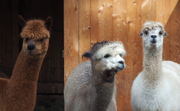 Drei Alpacas