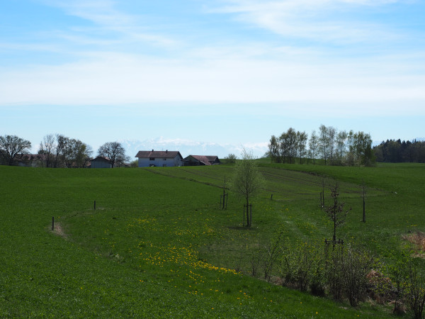 Schöner als echt: Saftig grüne Wiesen, strahlend blauer Himmel
