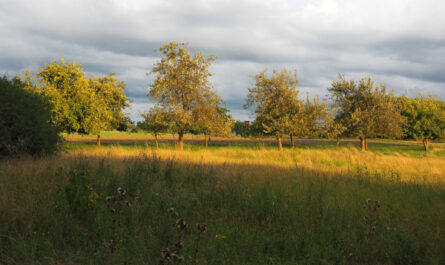 Goldener nie war das Licht, 35418 Buseck