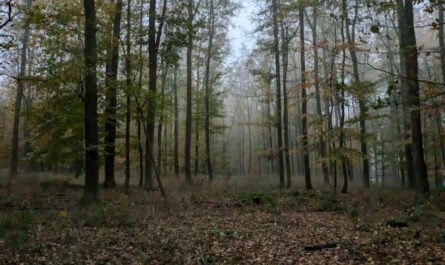 Der Wald, 35418 Buseck