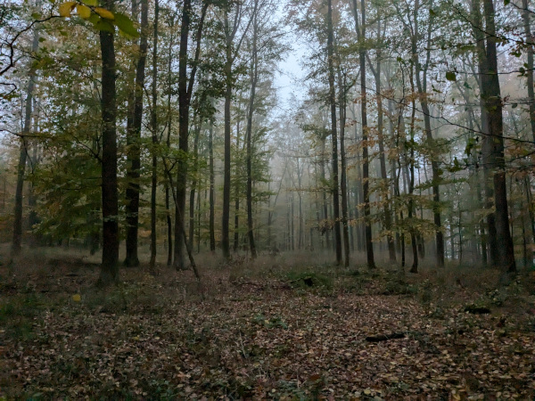 Der Wald, 35418 Buseck