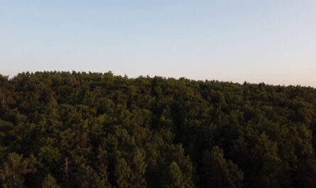 StillVideo: Busecker Wald