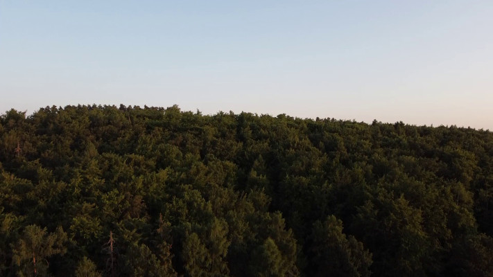 StillVideo: Busecker Wald