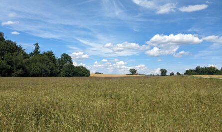 Blühende Landschaften